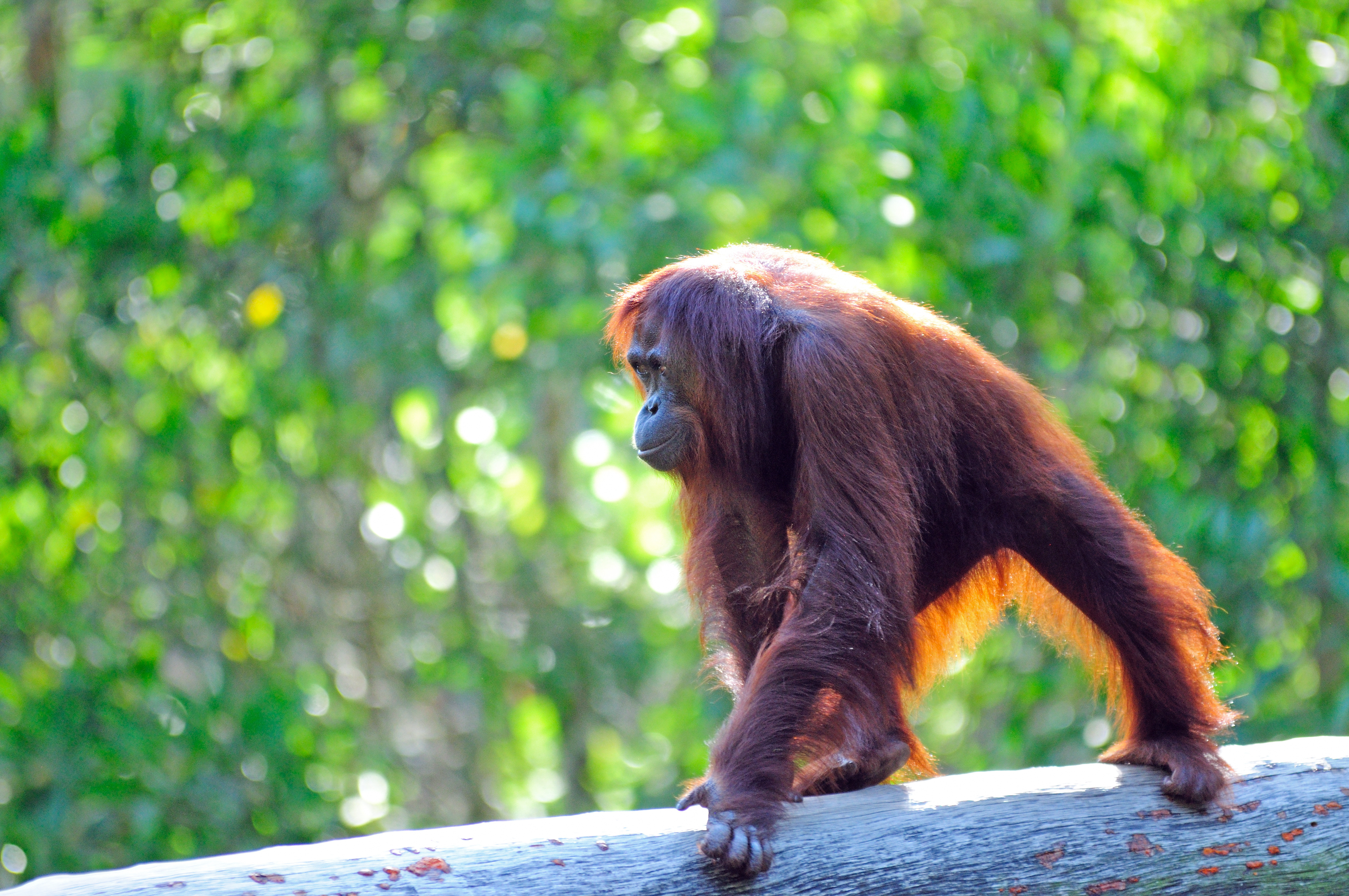 Orangutan, Sabah Borneo, Malaysia